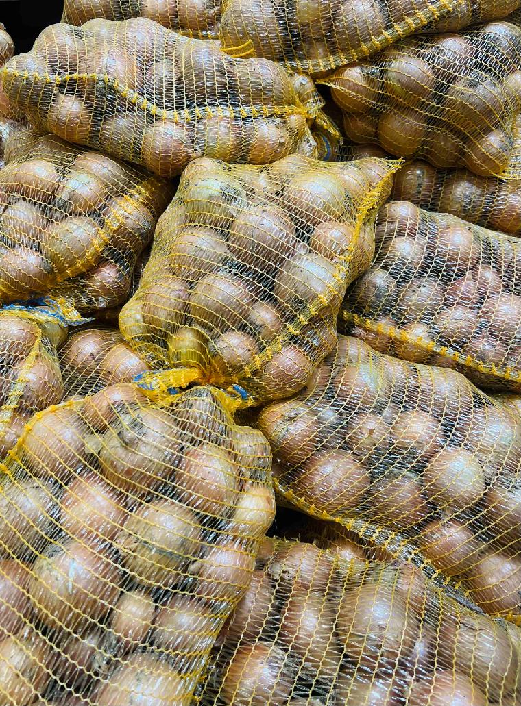 cibule